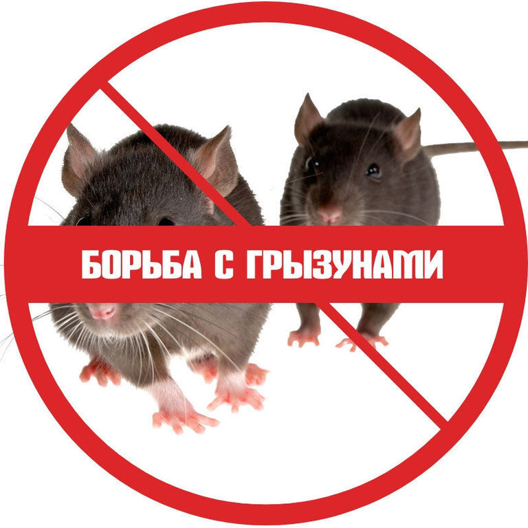 На территории ЗАТО Первомайский проведена дератизация мест накопления ТКО.