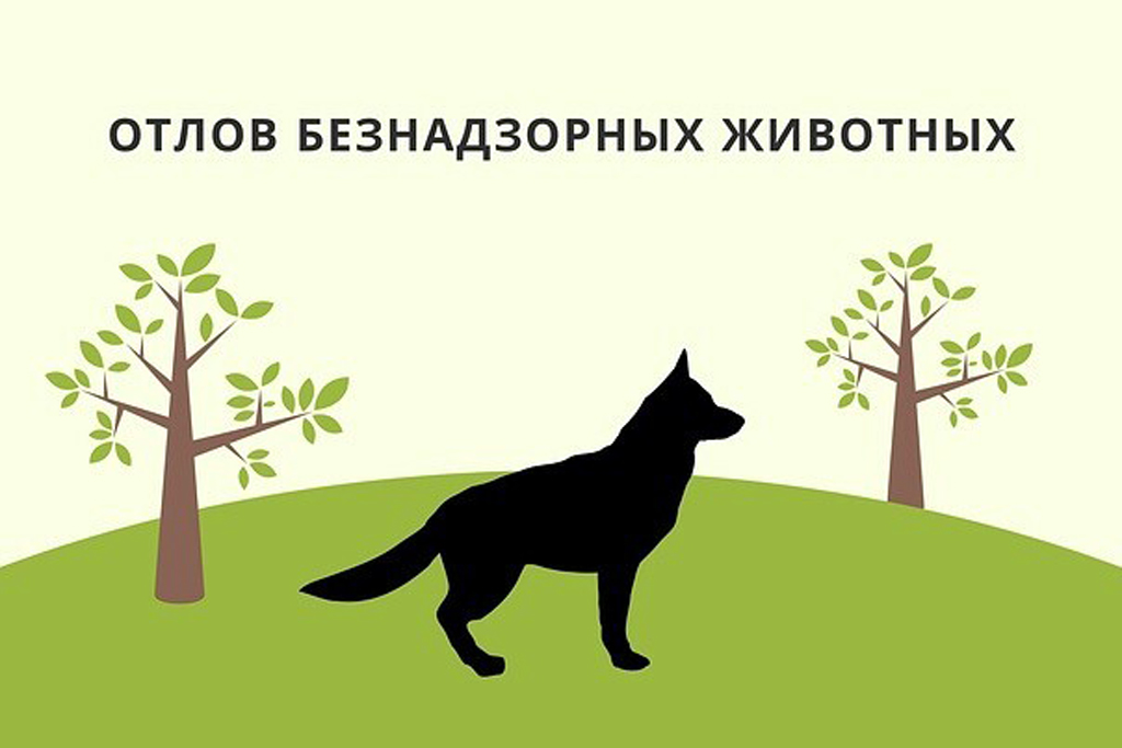 Администрация ЗАТО Первомайский сообщает  о том, что 18.09.2024 года  будет осуществлен отлов животных без владельцев на территории муниципального образования..