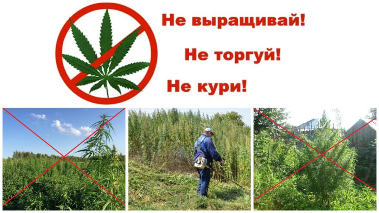Не выращивай, не торгуй, не кури!. Не выращивай, не торгуй, не кури!.